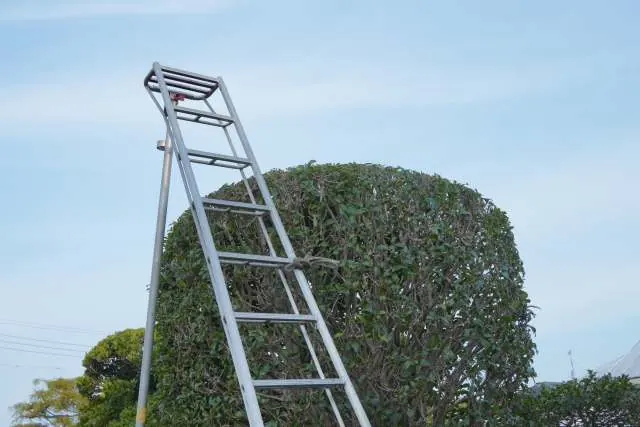 生垣刈込・植栽の作業風景