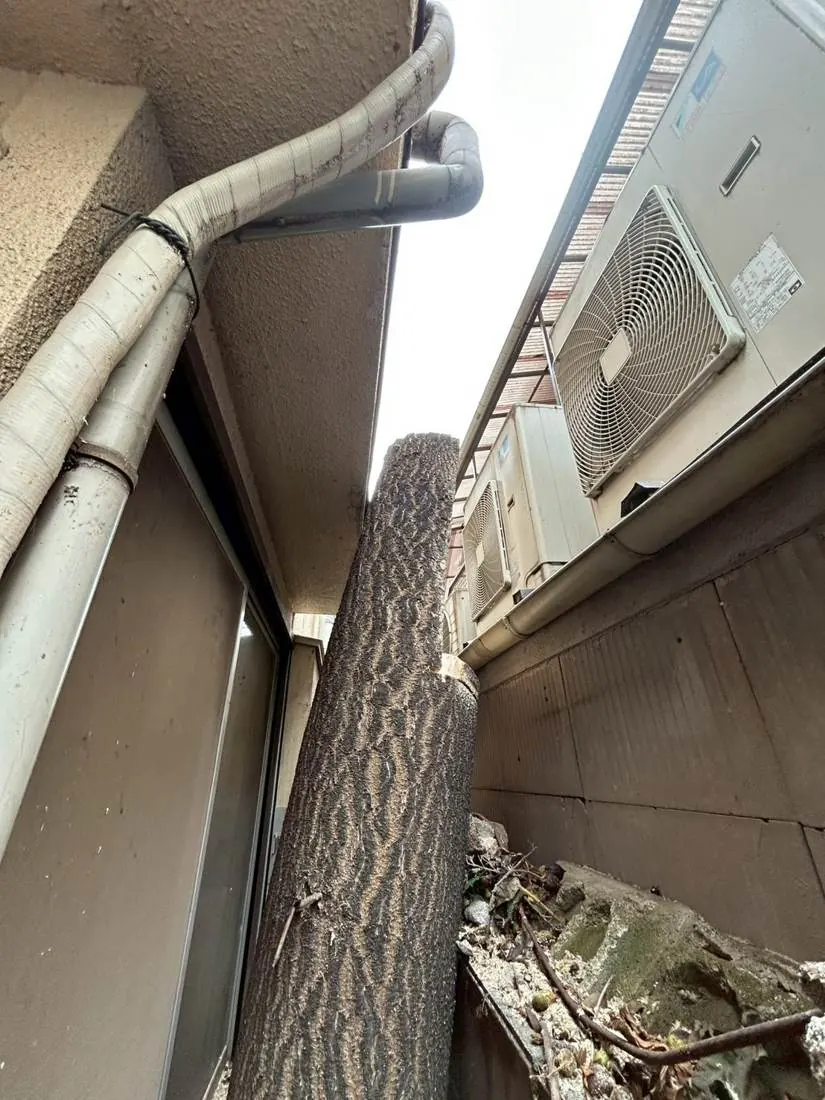 三鷹市 庭木の伐採 施工後