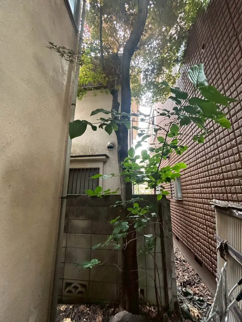 国立市 危険木の伐根 施工前