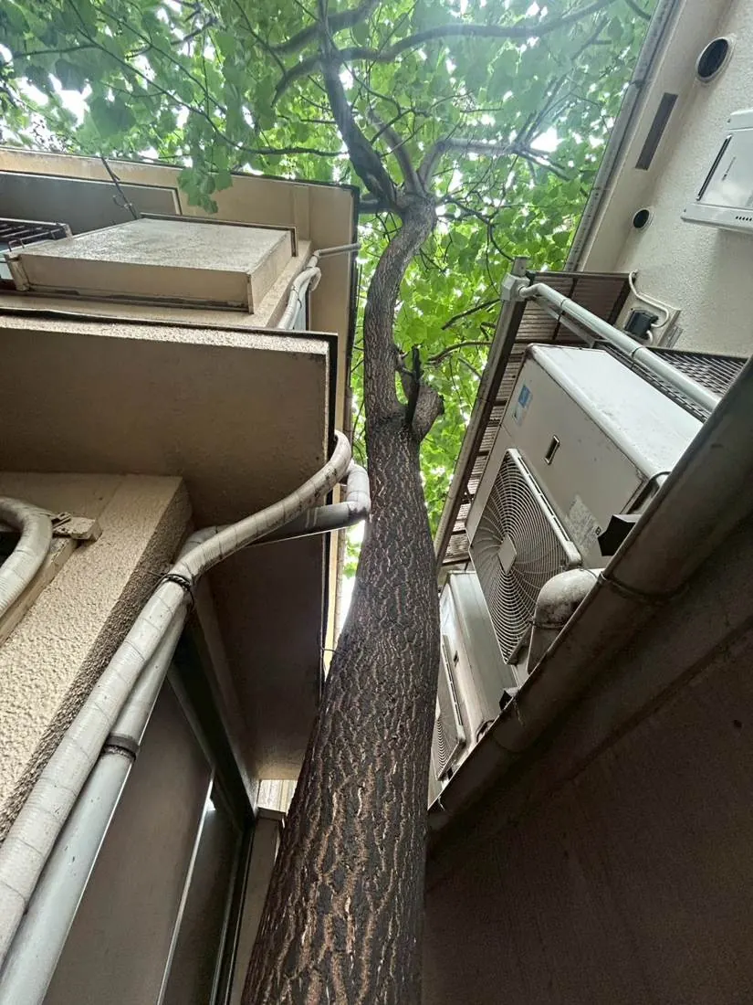 三鷹市 庭木の伐採 施工前