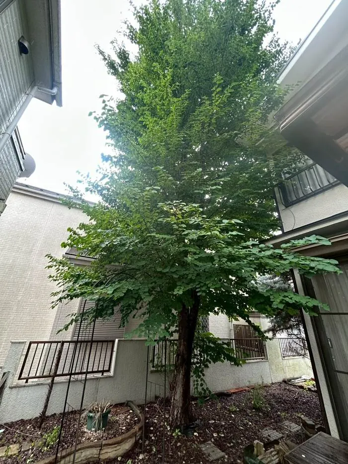 調布市 伐採 施工前