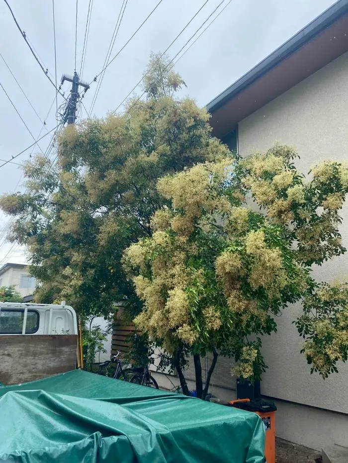 調布市 庭木の剪定 施工前