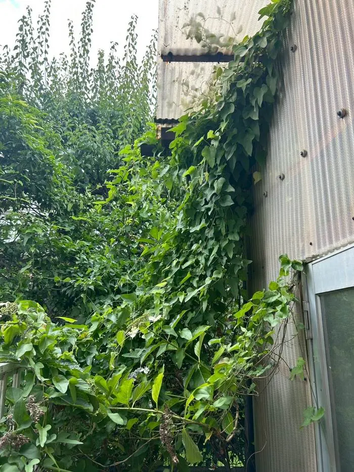 三鷹市 雑木の抜根＋整地 施工前