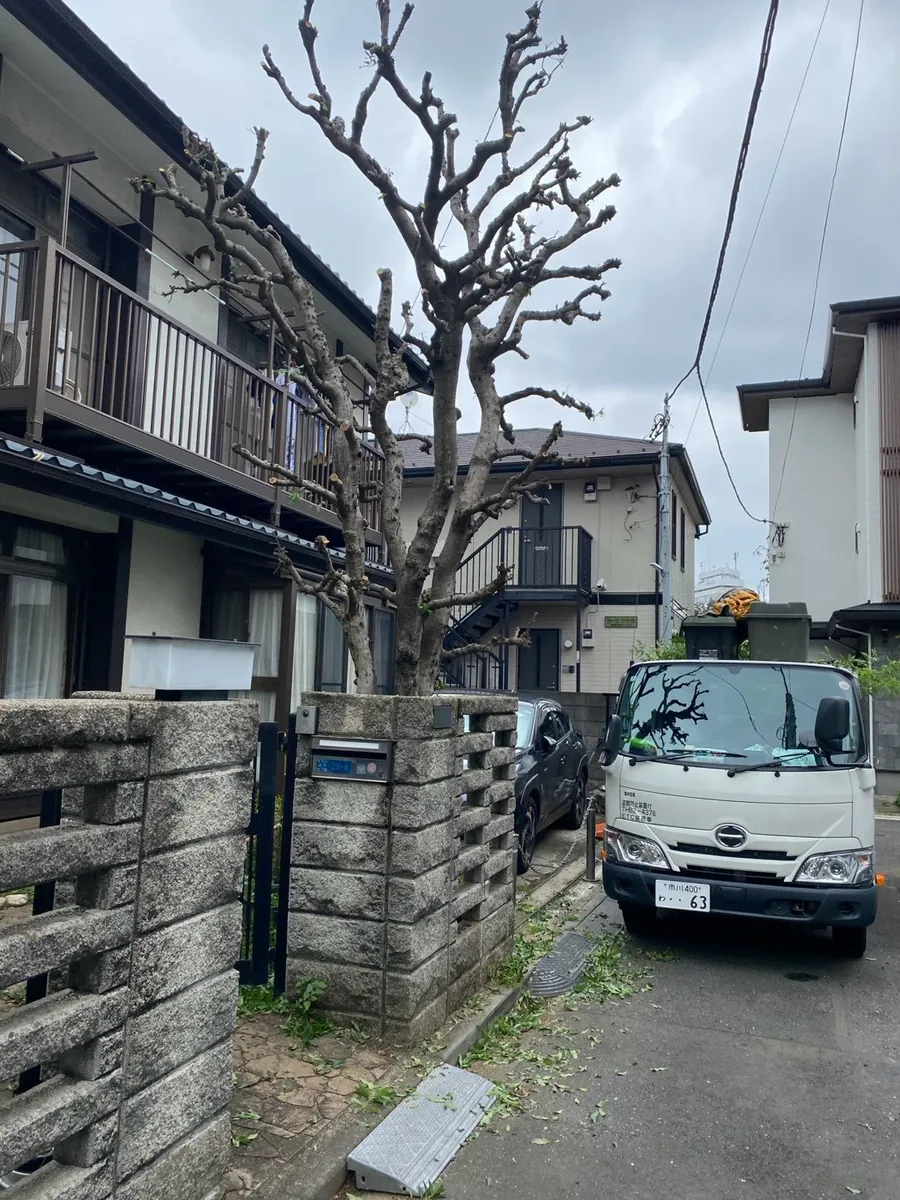大きく茂った高木の剪定 施工後