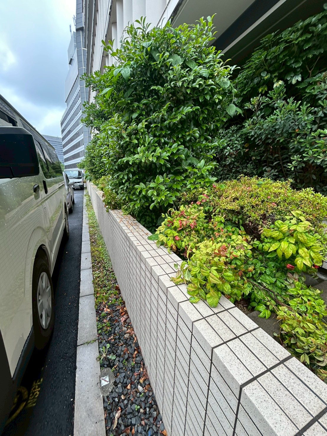 東京都千代田区 ビル・施設植栽管理 施工前