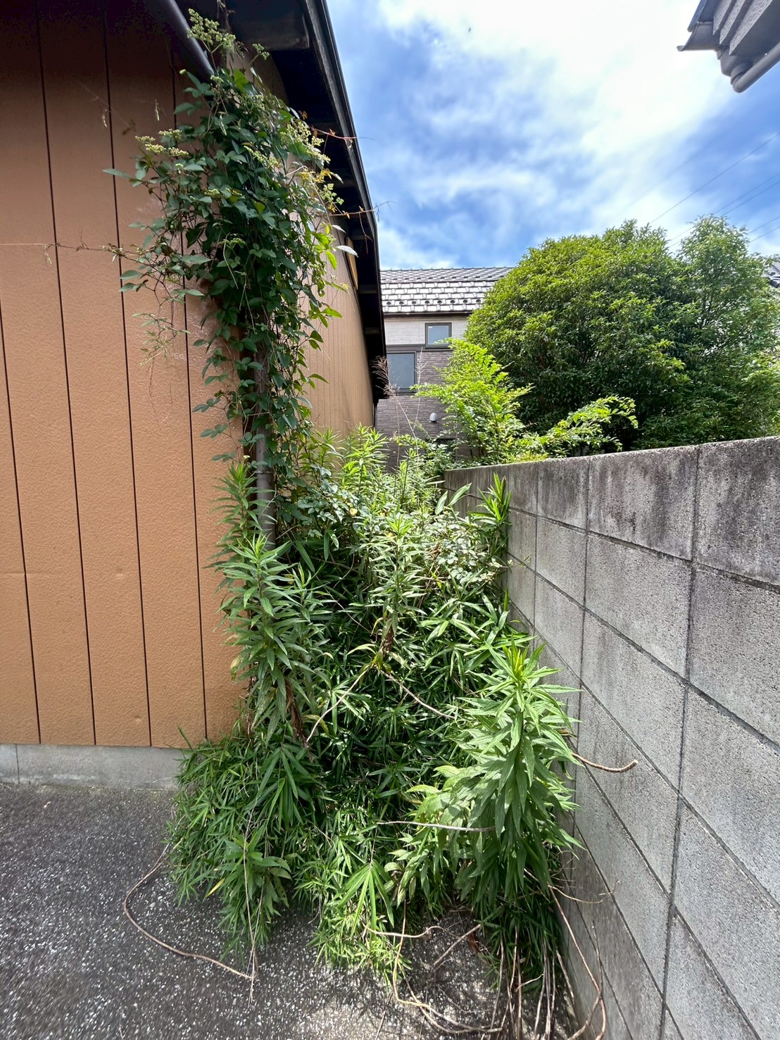 東京都葛飾区 草刈り・除草 施工前