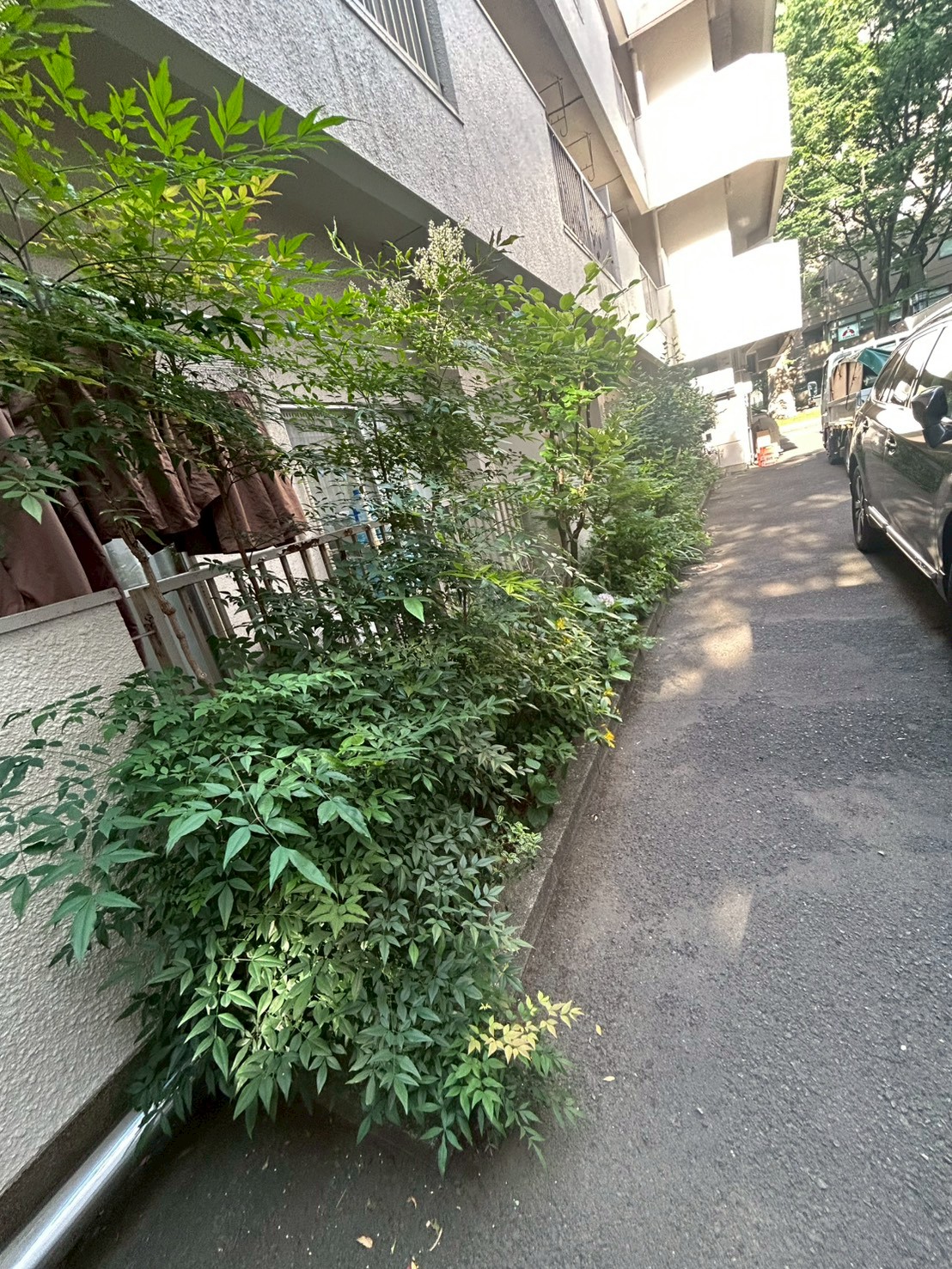 東京都 庭木剪定・お庭管理 施工前