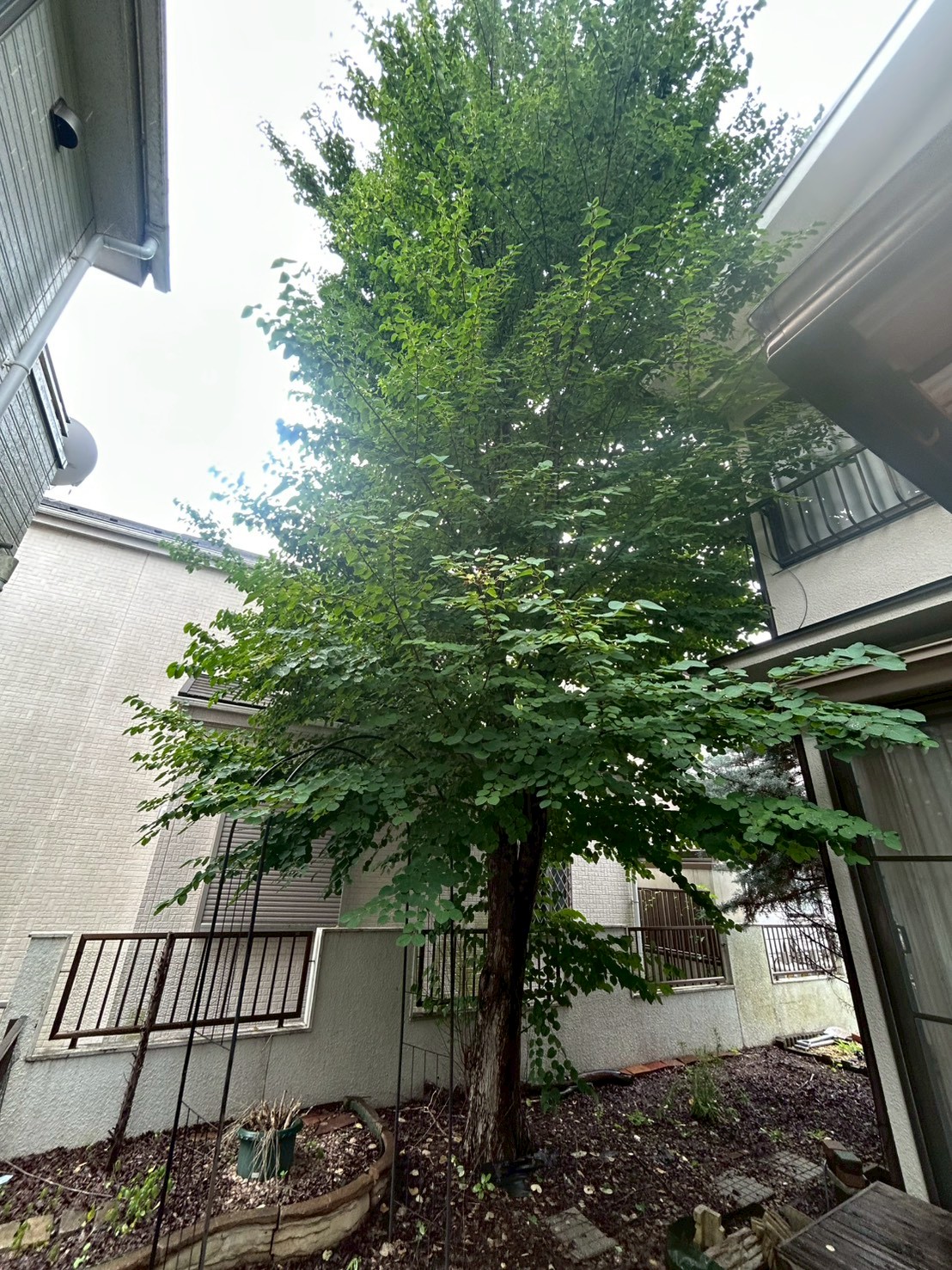 東京都 伐採・伐根 施工前