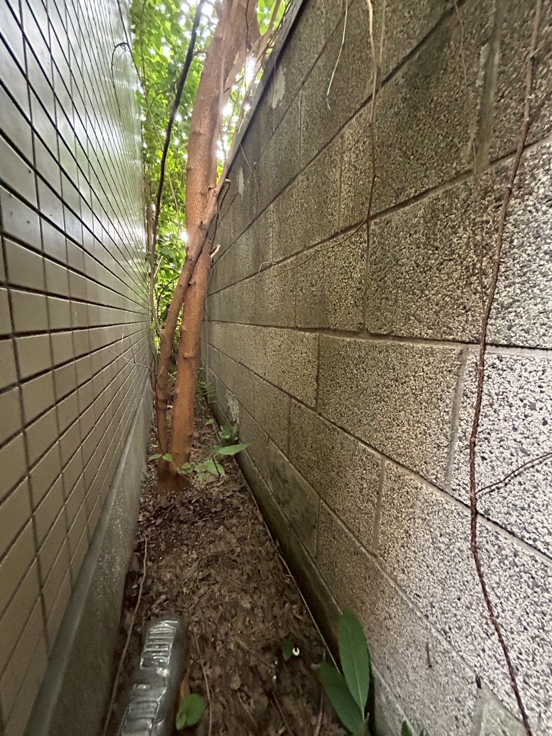 東京都 伐採・伐根 施工前