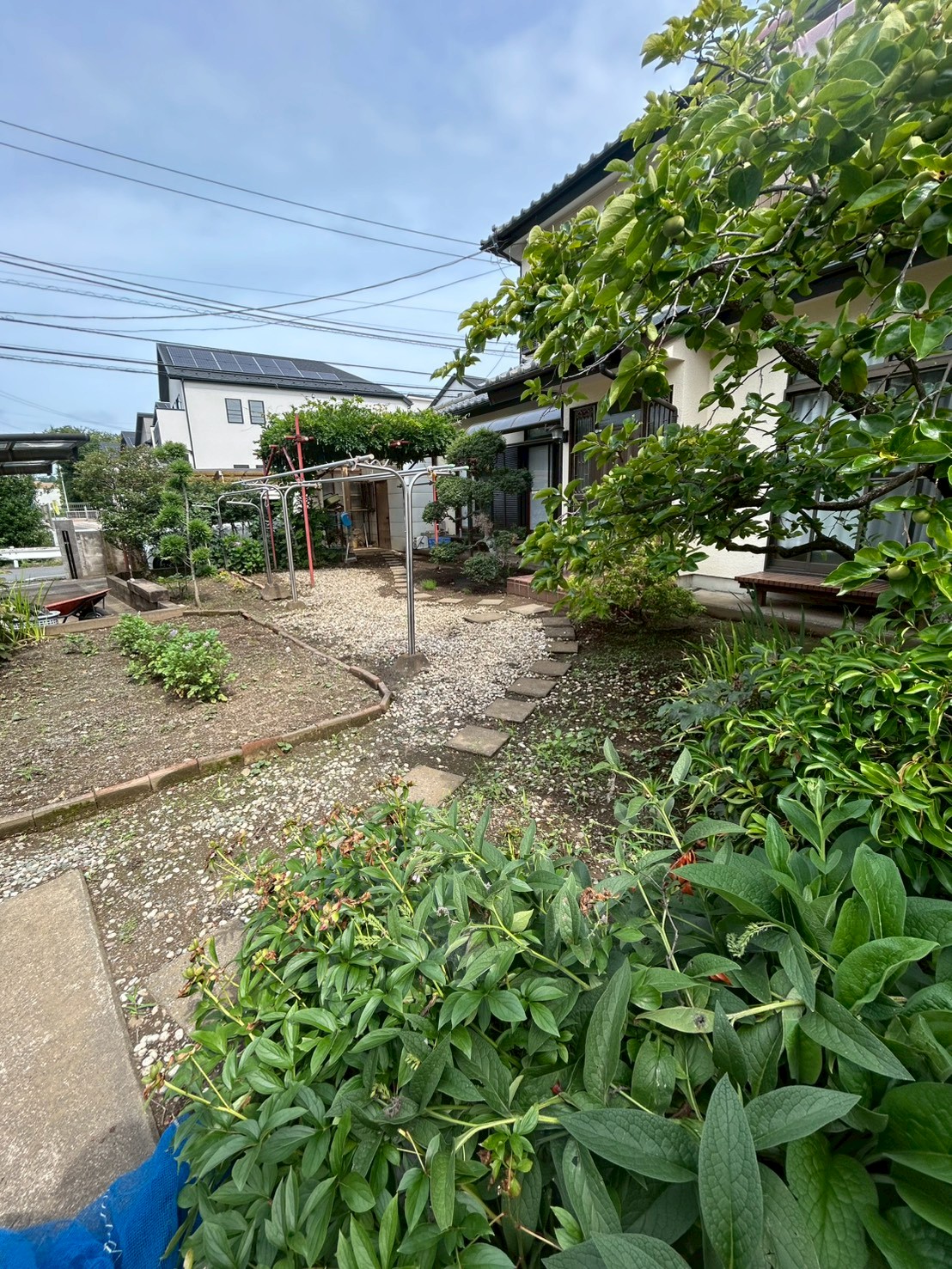 東京都 庭木剪定・お庭管理 施工前