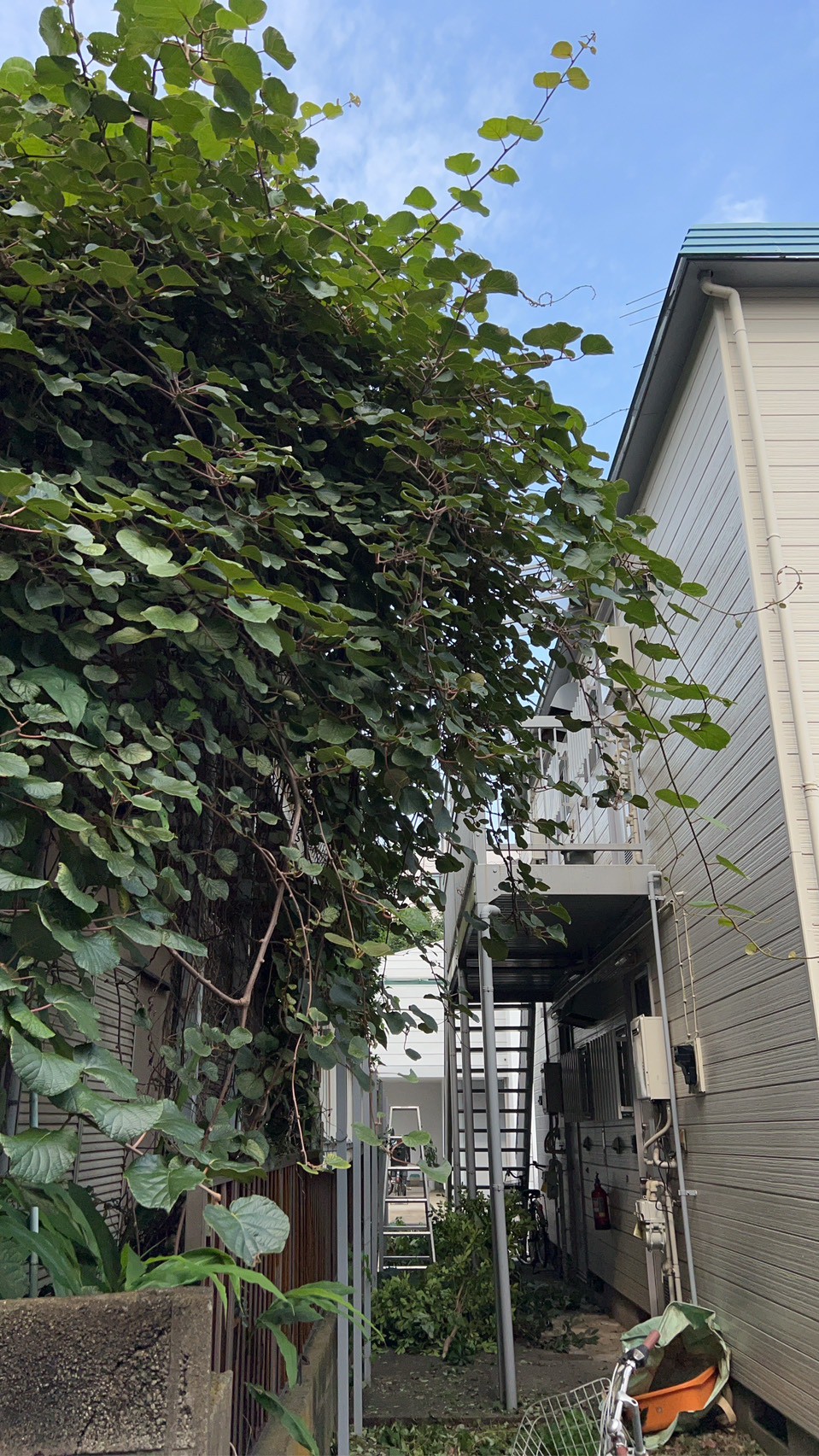 東京都品川区 草刈り・除草 施工前