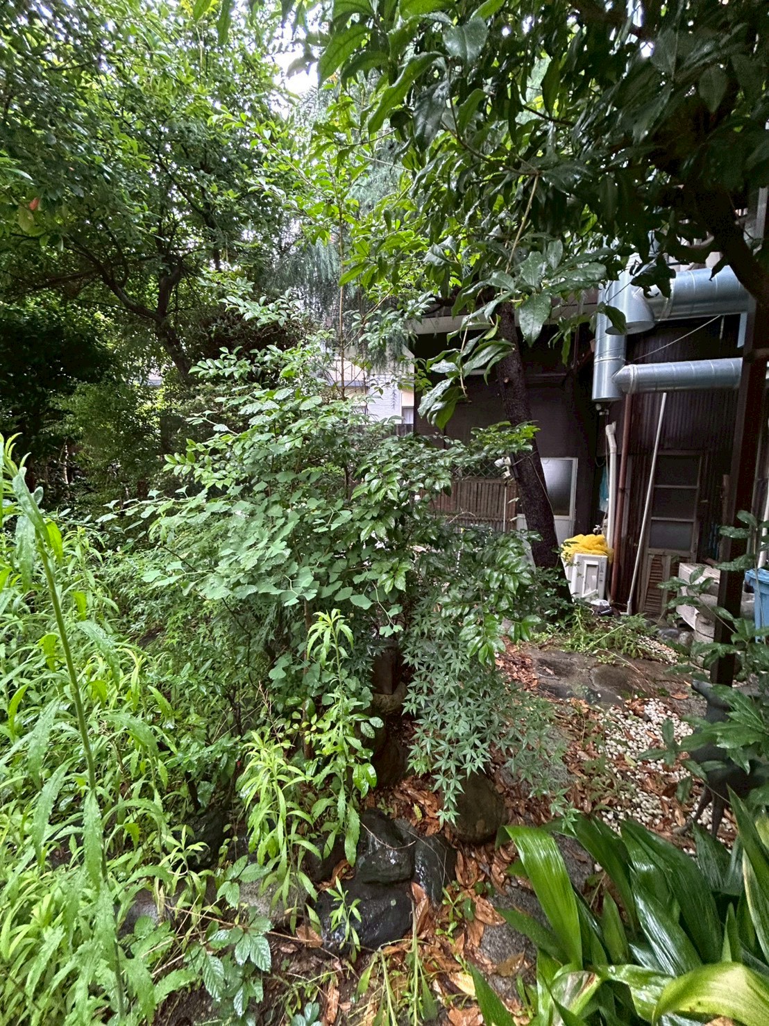 東京都足立区 草刈り・除草 施工前