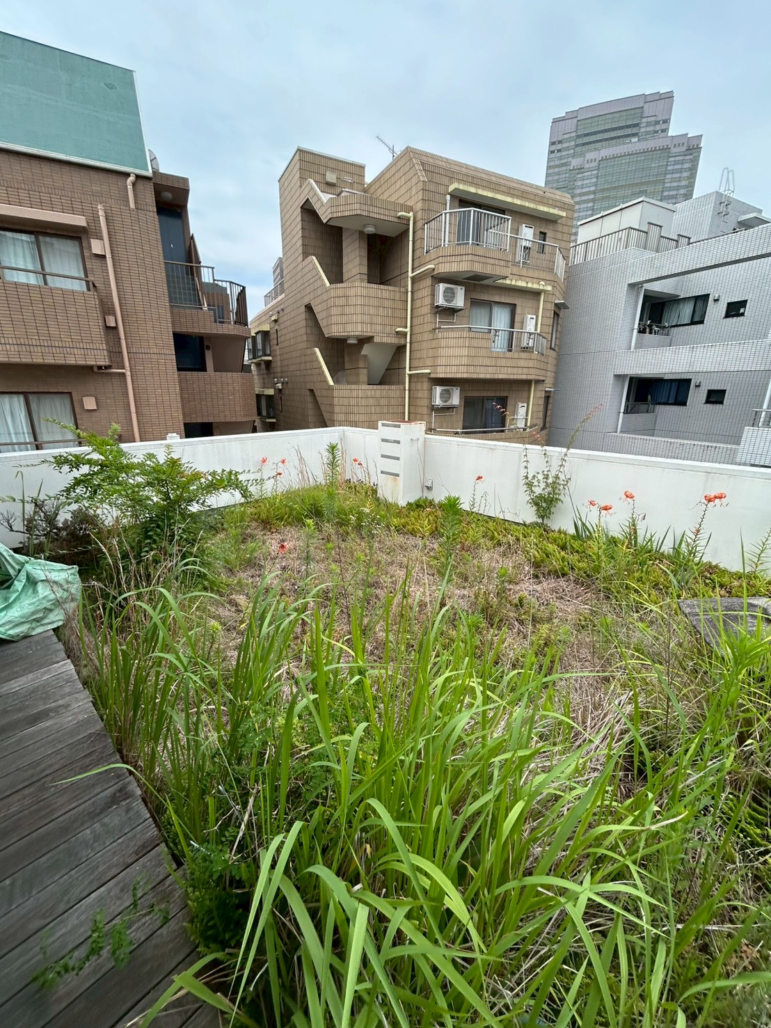 東京都渋谷区 草刈り・除草 施工前